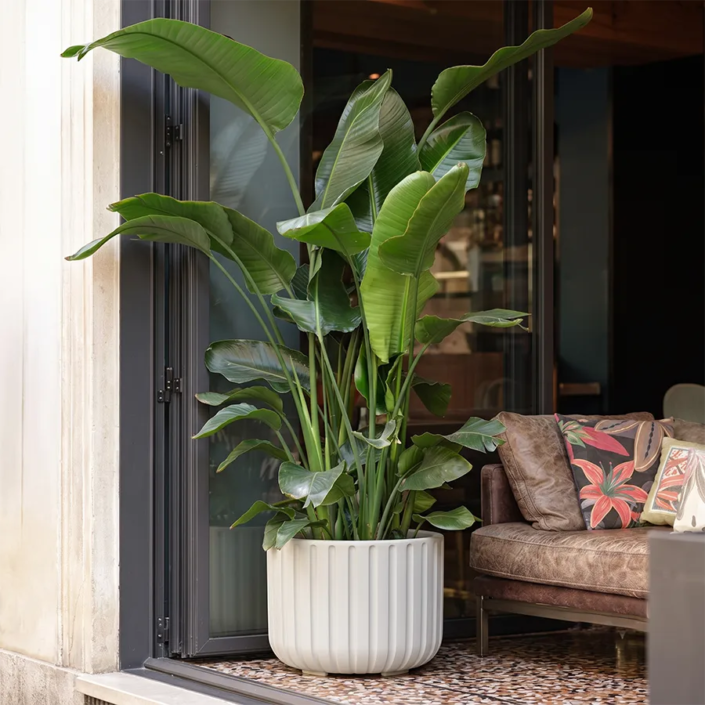 Echo lonec za rože 50 meglena siva Bonsai Slovenija - okrasni lonci za rože - planter